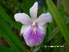 miltonia regnellii