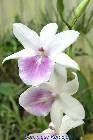 miltonia regnellii
