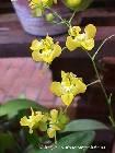 oncidium cheirophorum