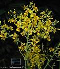 Oncidium excavatum