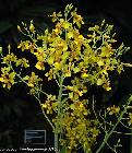 Oncidium excavatum