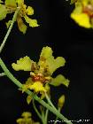 Oncidium excavatum