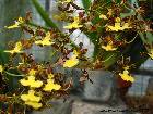 Oncidium hyphaematicum