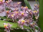 oncidium ornithorynchum