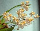 oncidium twinkle