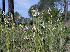 Ophrys splendida Golz & Reinhard