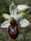 Ophrys splendida Golz & Reinhard