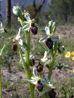 Ophrys splendida Golz & Reinhard