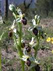 Ophrys splendida Golz & Reinhard