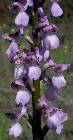 Orchis morio L.