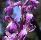 Orchis morio L.