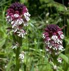 Orchis ustulata L.