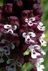 Orchis ustulata L.