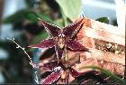 paphinia cristata