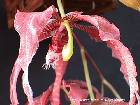 paphinia herrerae