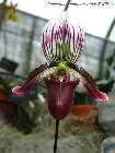 Paphiopedilum barbatum (lindl.)