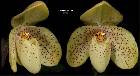 Paphiopedilum concolor (Batem.) Pfitzer