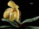 Paphiopedilum concolor (Batem.) Pfitzer