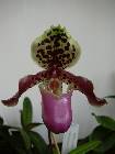 paphiopedilum henryanum