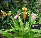 Paphiopedilum lowii