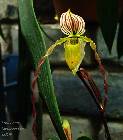 Paphiopedilum roebbelenii