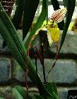 Paphiopedilum philippinense var. roebbelenii