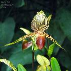 Paphiopedilum rothschildianum