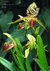 Paphiopedilum rothschildianum