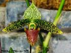 Paphiopedilum sukhakulii