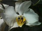 phalaenopsis amabilis