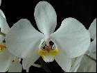 phalaenopsis aphrodite