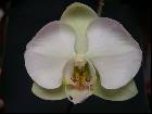 phalaenopsis aphrodite