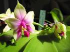 Phalaenopsis Bellina (= Phalaenopsis Violacea Borneo)