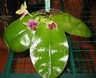 Phalaenopsis Bellina vue d'ensemble