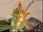 Phalaenopsis cornu-cervi