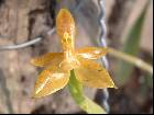 Phalaenopsis cornu-cervi