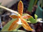 Phalaenopsis cornu-cervi