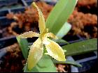 Phalaenopsis cornu-cervi Alba