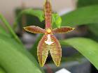 Phalaenopsis cornu cervi red