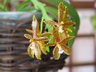 Phalaenopsis cornu cervi red