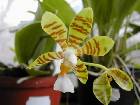 phalaenopsis fasciata