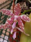 phalaenopsis hieroglyphica