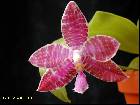 phalaenopsis lueddemanniana