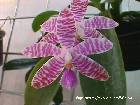 phalaenopsis lueddemanniana