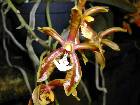 phalaenopsis mannii