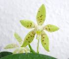 phalaenopsis pallens