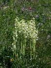 Platanthera bifolia