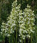 Platanthera bifolia