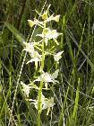 platanthera bifolia