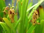 Pleurothallis tripterantha